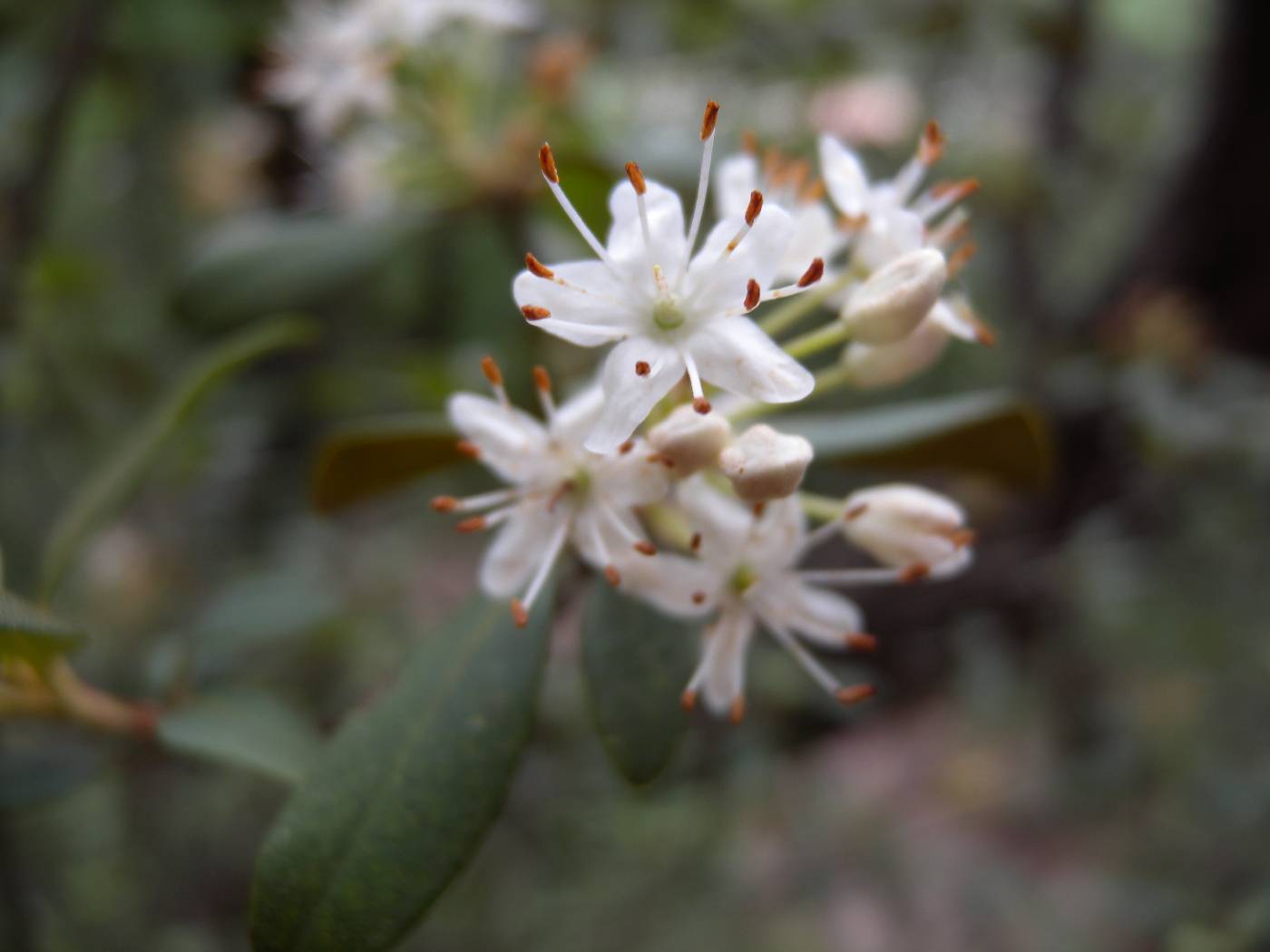 Rhododendron micranthum image