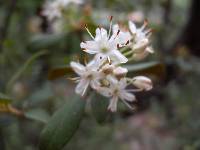 Image of Rhododendron micranthum