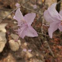 Rhododendron mucronatum image