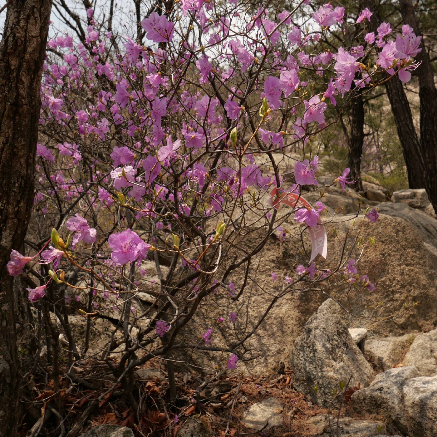 Rhododendron mucronatum image