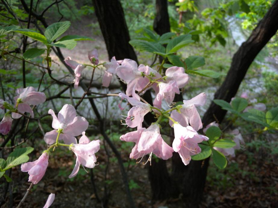 Rhododendron schlippenbachii image