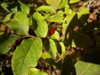 Vaccinium hirtum image