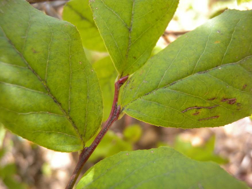 Vaccinium hirtum image