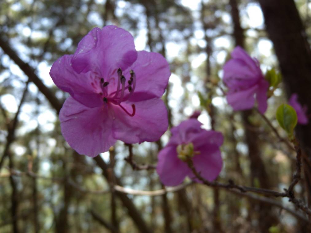 Rhododendron mucronulatum image
