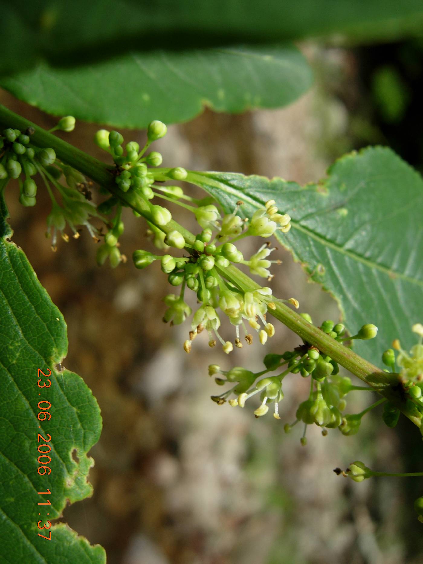 Flueggea suffruticosa image