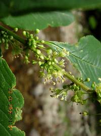 Flueggea suffruticosa image