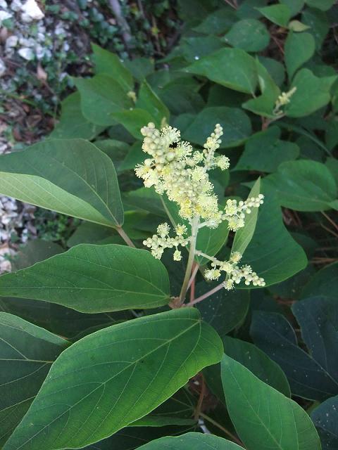 Mallotus japonicus image