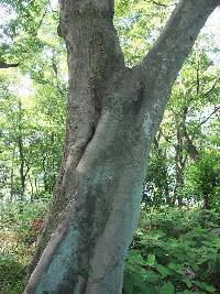 Mallotus japonicus image