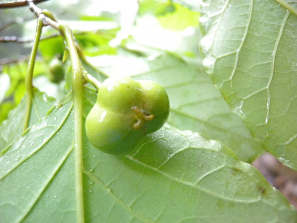 Neoshirakia japonica image