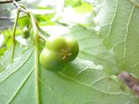 Neoshirakia japonica image