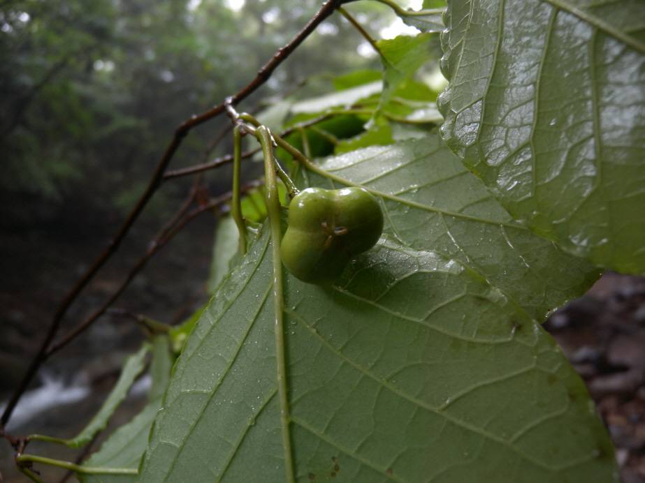 Neoshirakia japonica image