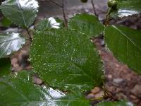 Neoshirakia japonica image