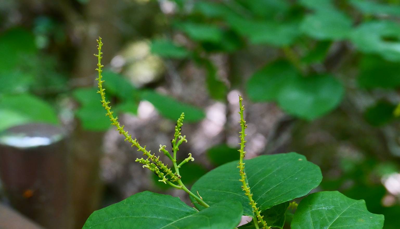 Neoshirakia japonica image