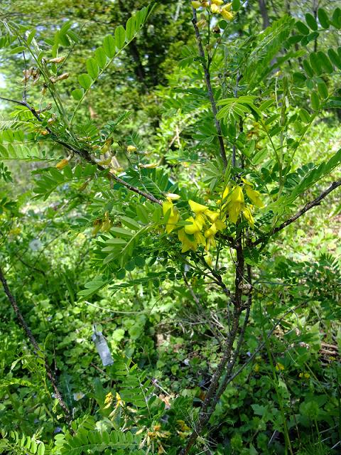 Sophora koreensis image