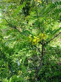 Image of Sophora koreensis