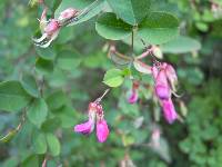Lespedeza melanantha image