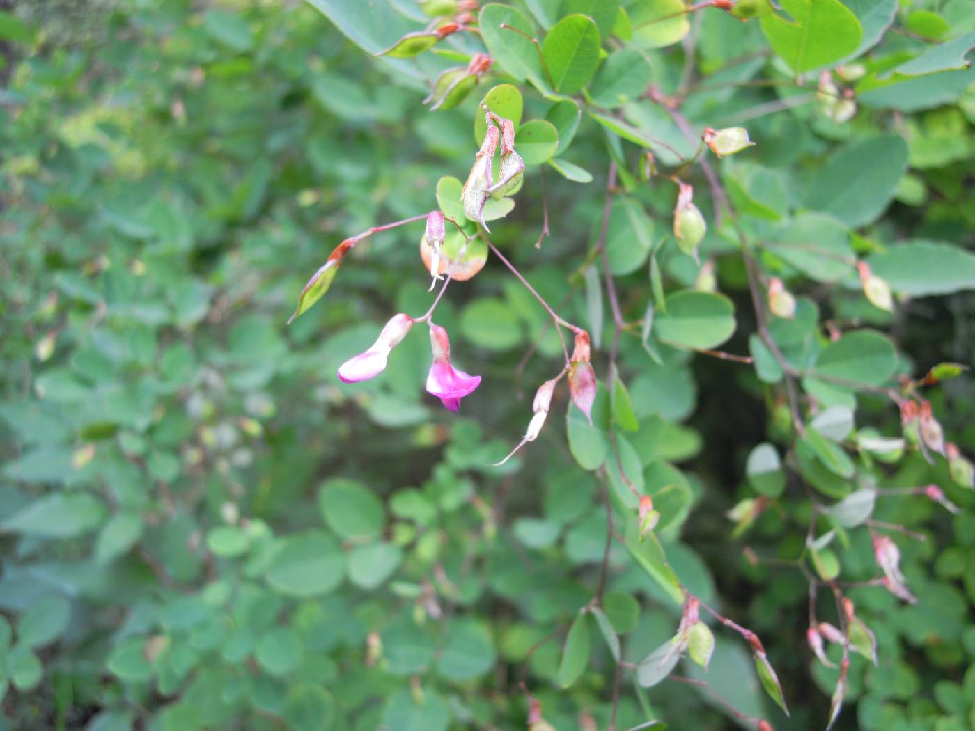 Lespedeza melanantha image