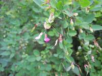 Lespedeza melanantha image