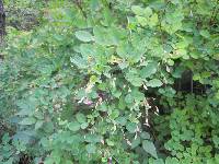 Lespedeza melanantha image