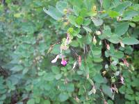 Lespedeza melanantha image