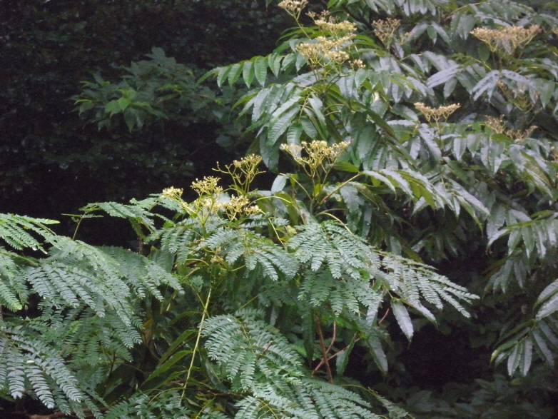 Albizia julibrissin image