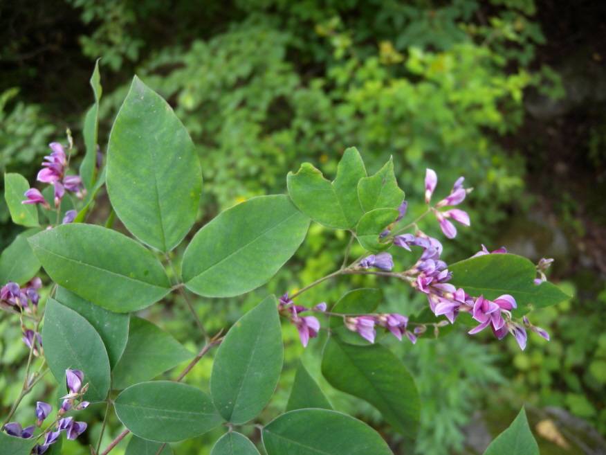 Lespedeza maximowiczii image