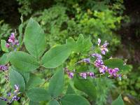 Lespedeza maximowiczii image