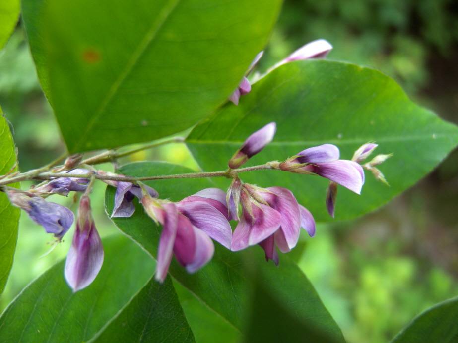 Lespedeza maximowiczii image