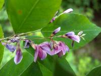 Lespedeza maximowiczii image