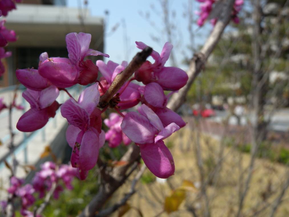 Cercis chinensis image