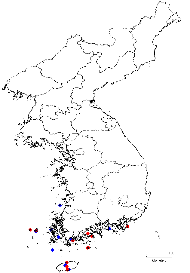 Castanopsis cuspidata image