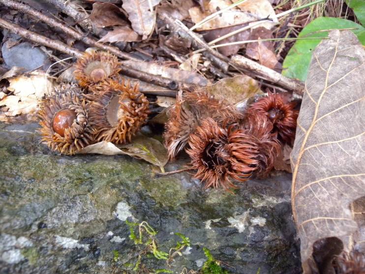 Quercus variabilis image