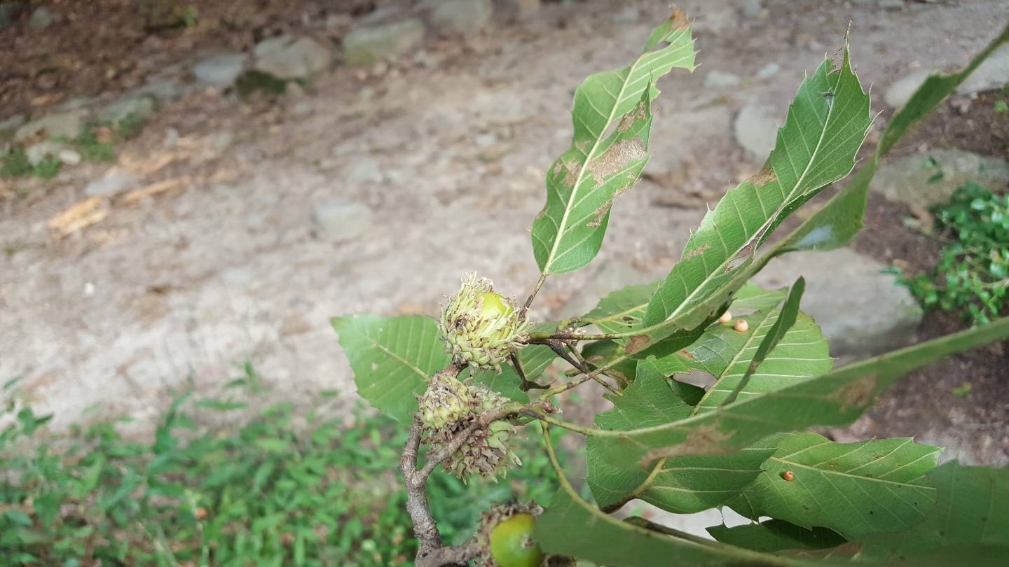 Quercus acutissima image