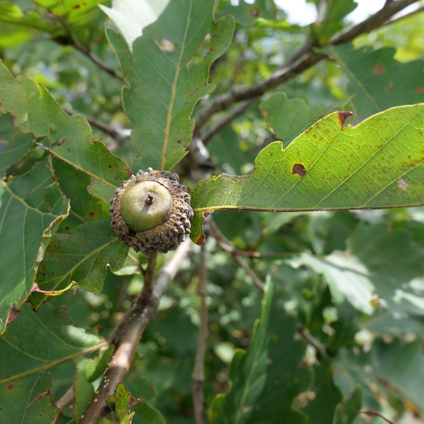 Quercus mongolica image
