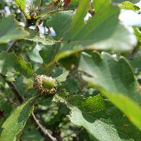 Quercus mongolica image