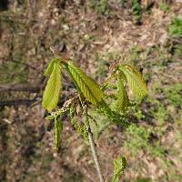 Quercus aliena image