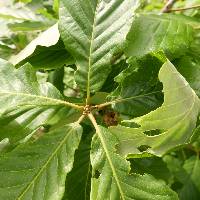 Quercus aliena image