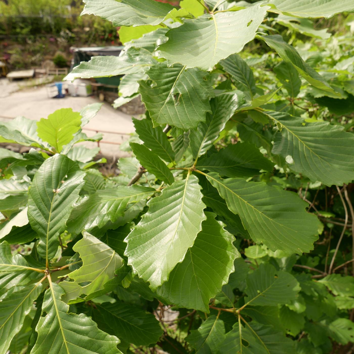 Quercus aliena image