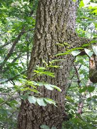 Quercus variabilis image