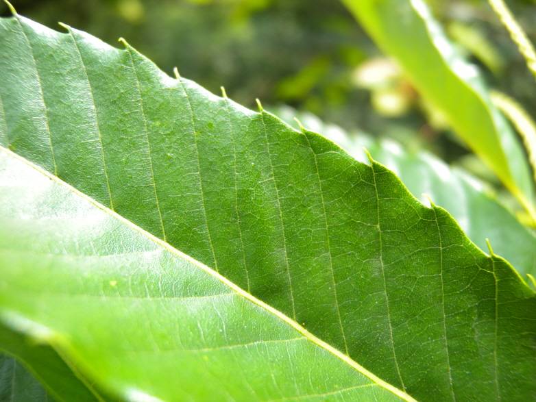 Castanea crenata image