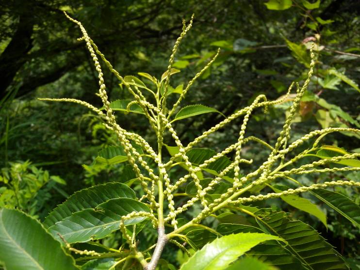 Castanea crenata image