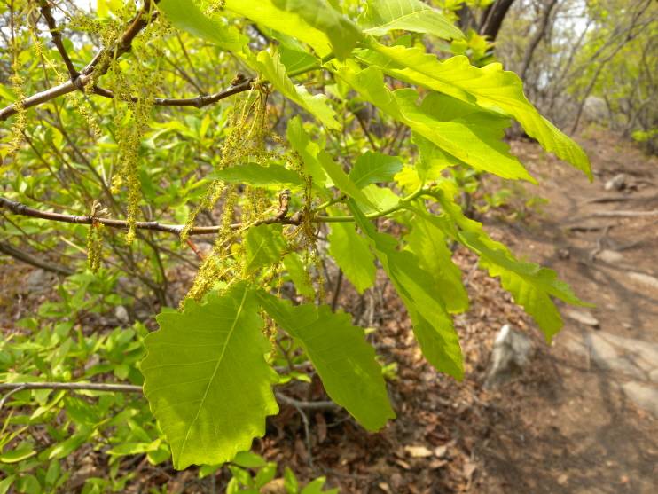 Quercus mongolica image