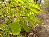 Quercus mongolica image