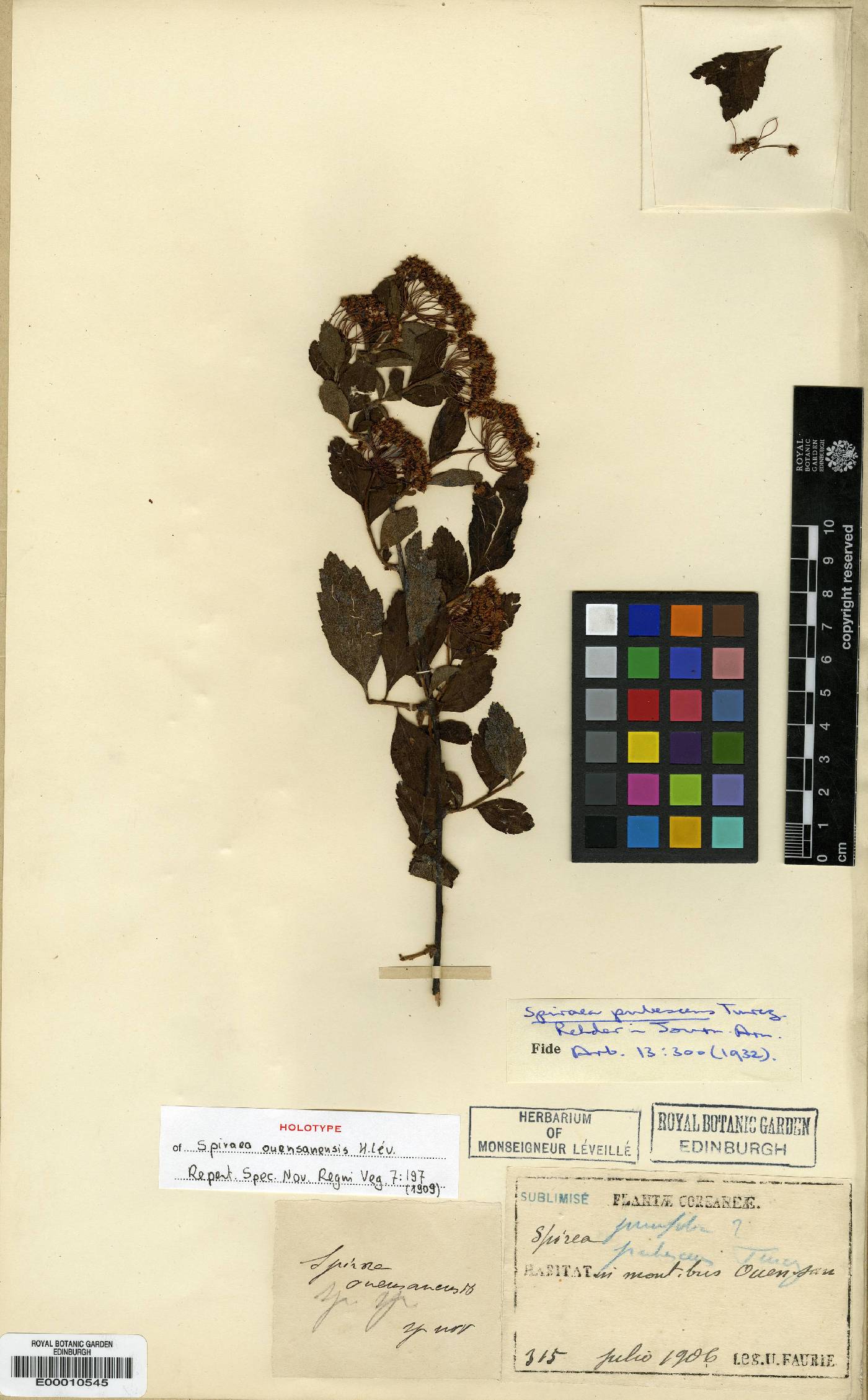 Spiraea turczaninowii image