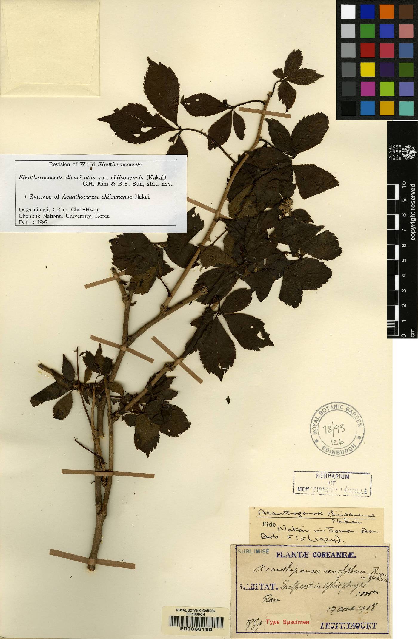 Eleutherococcus divaricatus image