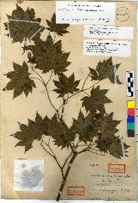 Acer pseudosieboldianum image