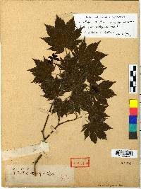 Acer pseudosieboldianum image