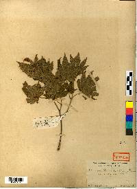 Acer pseudosieboldianum image