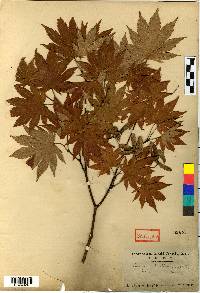 Acer pseudosieboldianum image