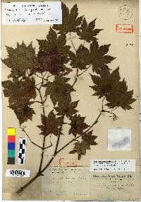 Acer pseudosieboldianum image